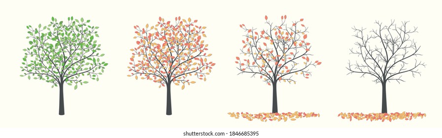 Tree with leaves in four versions, summer and autumn without leaves on a light background