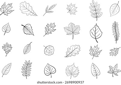 Ilustración botánica del Vector del contorno de la línea de las hojas del árbol aislada en el fondo blanco