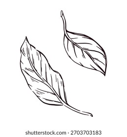 Hojas de árbol, hojas de árbol de poda dibujadas a mano con tinta y traducidas al Vector. La ilustración es adecuada para imprimir en papel y tela, para el diseño de empaques de productos y textiles de cocina.