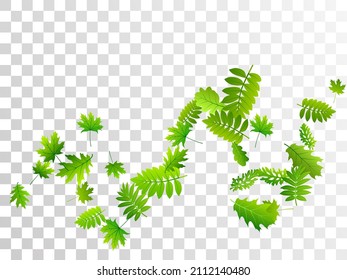 Tree leaves simple vector pattern. Wild tree foliage closeup. Rowan and maple leaves composition. Herbal organic background. Farm plantation abstract backdrop.