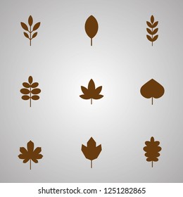 Tree leaves - various shapes - vector design set