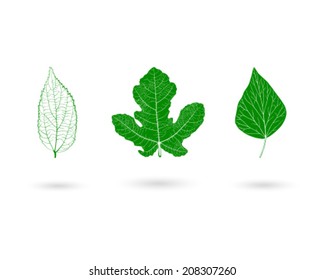 tree leaves vector