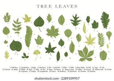 Tree Leaves. Vector vintage illustration.