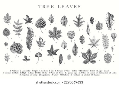 Tree Leaves. Vector vintage illustration. Black and white