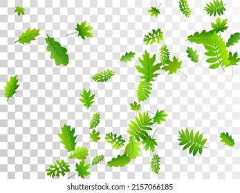 Tree leaves vibrant vector backdrop. Tropical tree foliage macro. Mix of many different leaves composition. Botanical organic concept. Agriculture delicate vector.