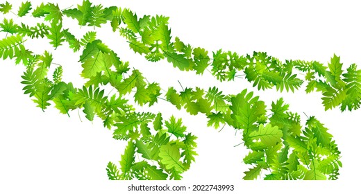 Tree leaves vivid vector illustration. Wild tree foliage closeup. Rowan and maple leaves isolated. Botanical organic design. Agriculture rustic vector.
