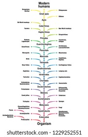 Tree of life of all living beings. Phylogenetic tree of biological science with trunk (orders/suborders) and branches (related life forms). Classification from simple organism to modern humans.