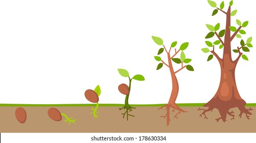 Tree  life cycle vector