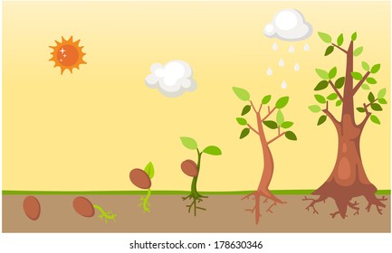 Tree  Life Cycle Vector