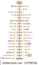 Tree of life of the human evolution from ORGANISM to MODERN HUMANS. A phylogenetic tree with trunk (orders/suborders) and branches (related life forms). Vector illustration on white background.