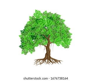 tree of life vector illustration. roots of banyan tree. 