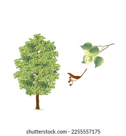 arbolado linden semillas de flor corona forma follaje biología fitonatural naturaleza caducifolia