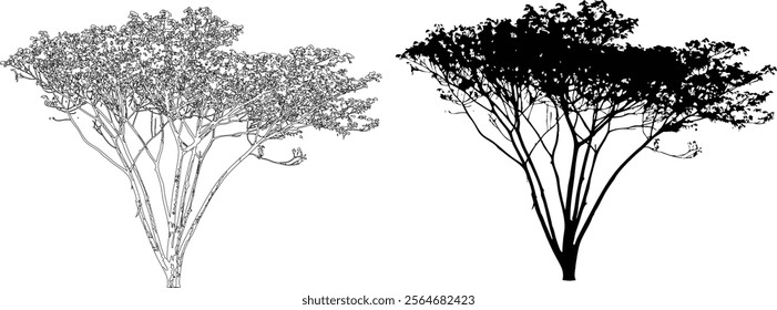 Tree Line Art Silhouette and Outline Illustration on White Background