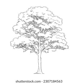 Tree line drawing, Side view, set of graphics trees elements outline symbol for architecture and landscape design drawing. Vector illustration in stroke fill in white.