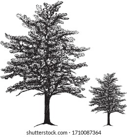 tree line vector art desing ilustation oak pencil fall foliage