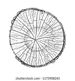 Tree log, wood growth rings grunge texture vector illustration.
