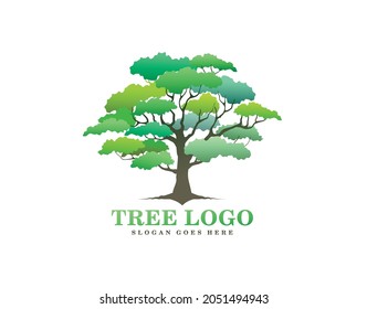tree logo design, giant oak tree concept