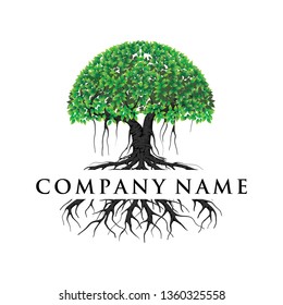 tree logo template vector  illustrations, roots, mangrove tree