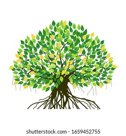 tree logo template.Vector illustration of a leafy tree. banyan tree roots. mangrove plants.