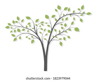 Árbol con ramas largas y hojas verdes sobre fondo blanco
