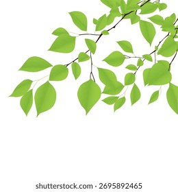 tree with lots of leaves