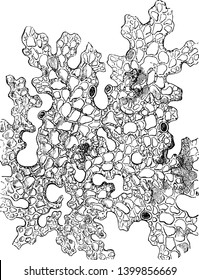 Tree lungwort is largest lichen and its lobe look like a human lung. It is green, leafy lichen, vintage line drawing or engraving illustration.