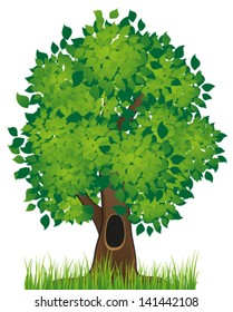 Tree with lush foliage on a white background