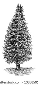 A tree Lushed with leaves in Pyromidal shape, vintage line drawing or engraving illustration.