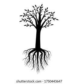tree with a magnificent crown and a root 