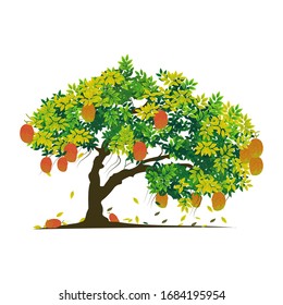  tree and mango fruit, one of the most expensive fruit, vector illustration