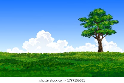 A tree in meadow. Summer landscape
