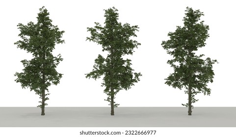 Modelo de árbol con fondo transparente