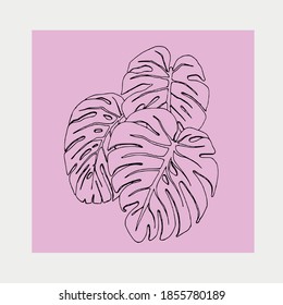 Baum Monstera. Drei Blätter von Monstera. rosa 