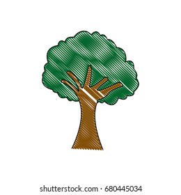 tree natural foliage branch trunk ecology