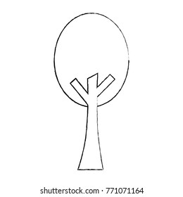 tree nature forest plant botanical