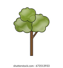 Tree nature isolated