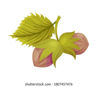 Tree Nut with Veined Leaves as Thanksgiving Day Attribute Vector Illustration