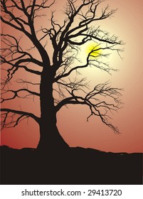 Tree oak in sunset