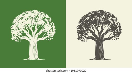 Tree oak in vintage engraving style. Nature symbol vector illustration