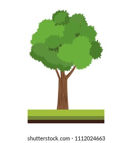 Tree on ground