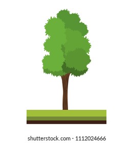 Tree on ground