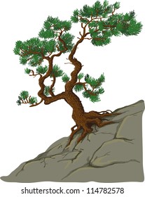 tree on a rock