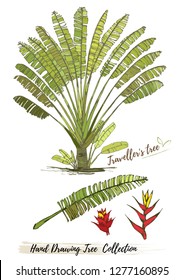 tree  on white background. Hand-drawn sketch illustration