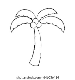 tree palm with coconut