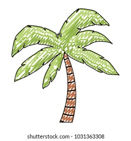 tree palm tropical plant