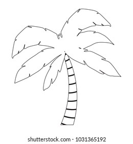tree palm tropical plant