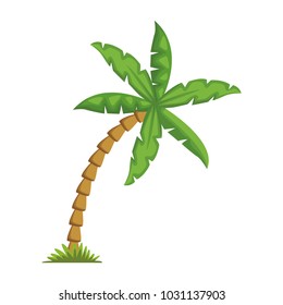 Tree palms nature