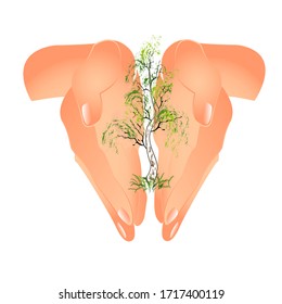 Baum in den Palmen. Vektorillustration Illustration von Händen auf weißem Hintergrund.Umweltschutz. Pflege der NaturRettet die Waldpflanzen. 