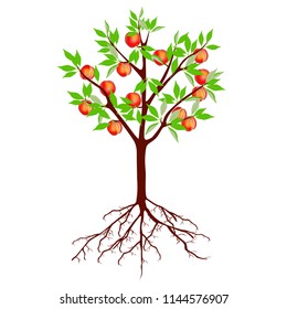 Tree with peaches and roots on a white background.