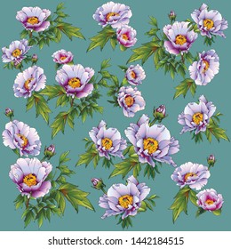 Tree peonies (Paeonia) with charming white - pink flowers!